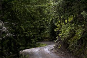 Δρόμος μέσα σε δασος
